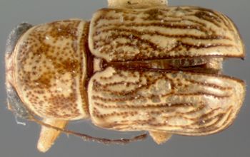 Media type: image; Entomology 8769   Aspect: habitus dorsal view